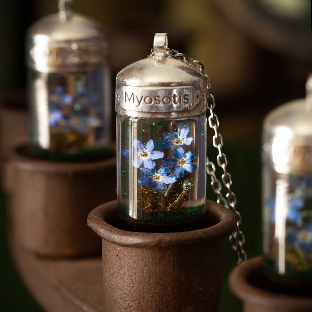 Terrarium - Myosotis