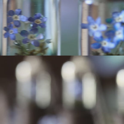 Terrarium - Myosotis